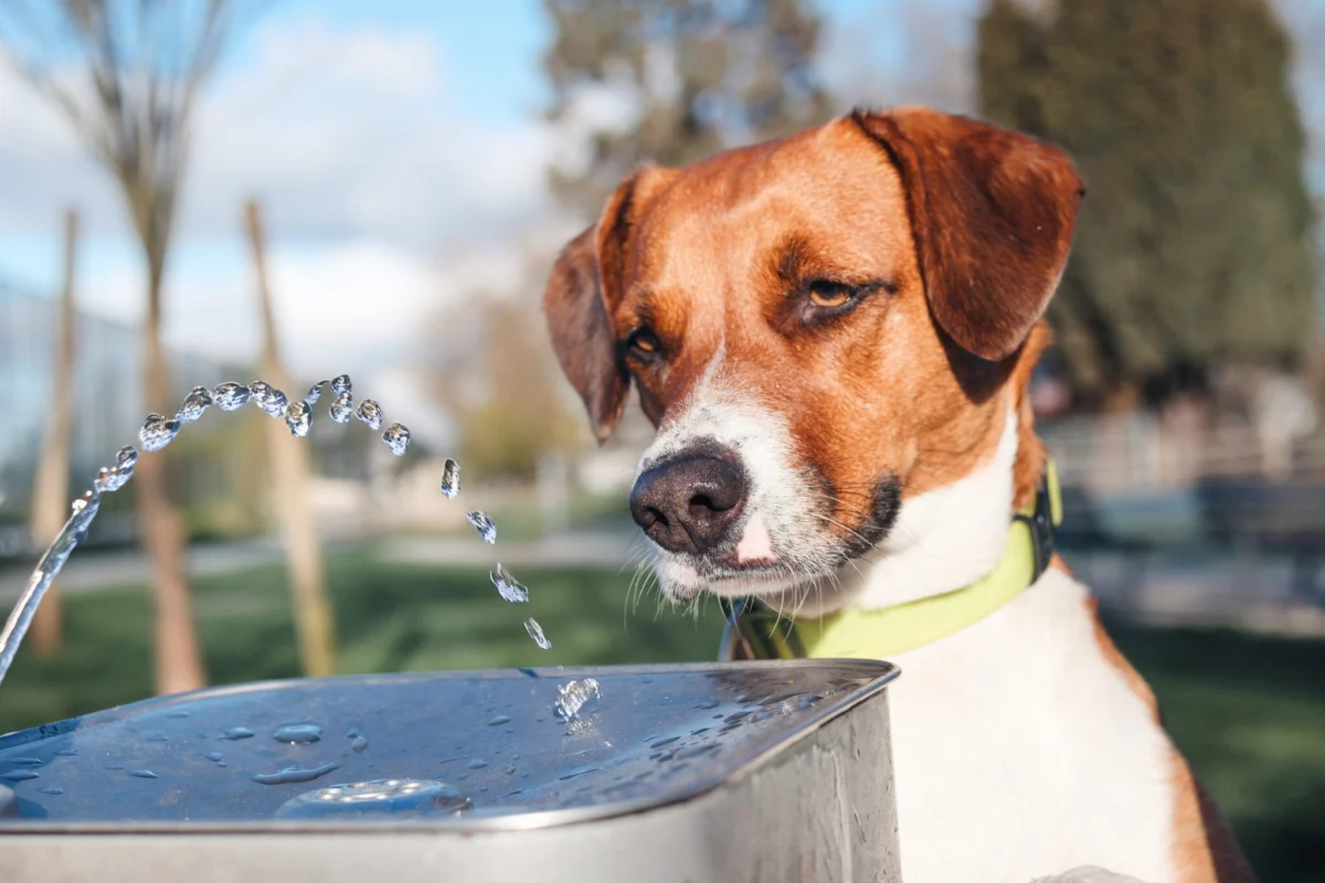 Navigating Canine Digestive Distress: When Home Care Suffices and When to Call the Vet