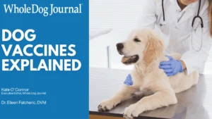 Navigating Canine Immunology: A Comprehensive Guide to Modern Vaccination Protocols