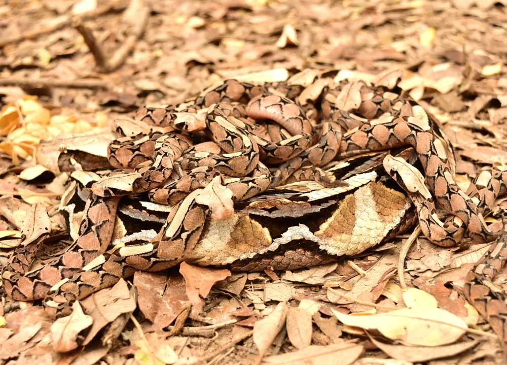 Panic in the Palms: How an AI-Generated "Gaboon Viper" Hoax Paralyzed a California Neighborhood and Triggered a Criminal Probe