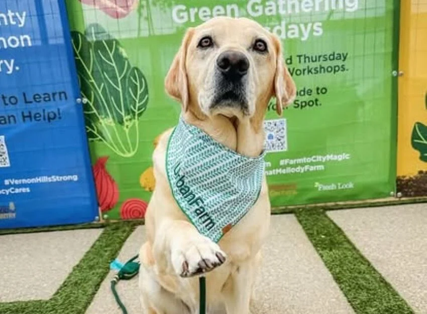 Paws, Claws, and Costumes: Vernon Hills’ Mellody Farm Harvest Festival Set to Charm Dog Lovers and Families Alike