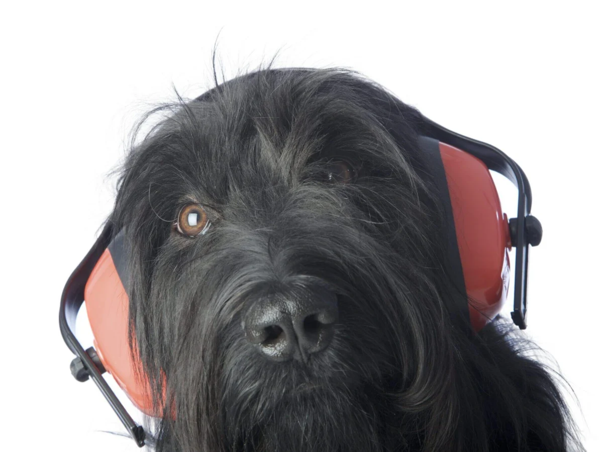 Protecting Canine Hearing: A Comprehensive Guide to Noise Mitigation for Dogs