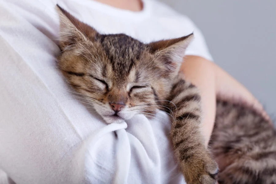 Purina Institute and WSAVA Partner to Advance Global Veterinary Care at the 51st World Congress in Warsaw