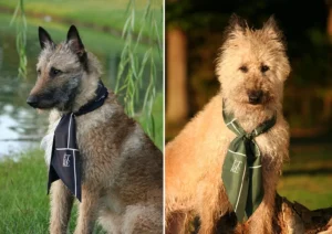 Redefining Modern Pet Luxury: The Official Launch of Être Canine Bridges Wellness, Design, and the Human-Animal Bond