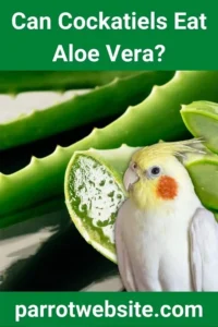 The Avian Diet Dilemma: Can Cockatiels Safely Eat Aloe Vera? A Comprehensive Guide to Pet Bird Nutrition