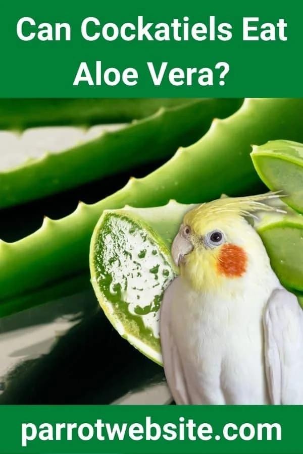 The Avian Diet Dilemma: Can Cockatiels Safely Eat Aloe Vera? A Comprehensive Guide to Pet Bird Nutrition