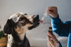 The Billion-Dollar Calm: Navigating the Booming Market for Canine Anxiety Supplements