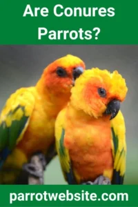 The Conure Conundrum: Taxonomy, Care, and the Reality of Keeping These Vibrant Parrots