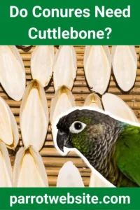 The Essential Guide to Conure Care: Why Cuttlebone is a Must-Have for Your Pet’s Health