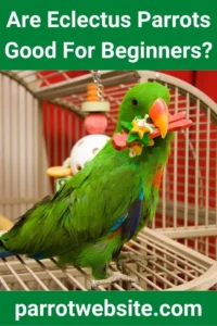 The First-Time Exotic Avian Owner’s Dilemma: Evaluating the Eclectus Parrot as a Beginner Pet