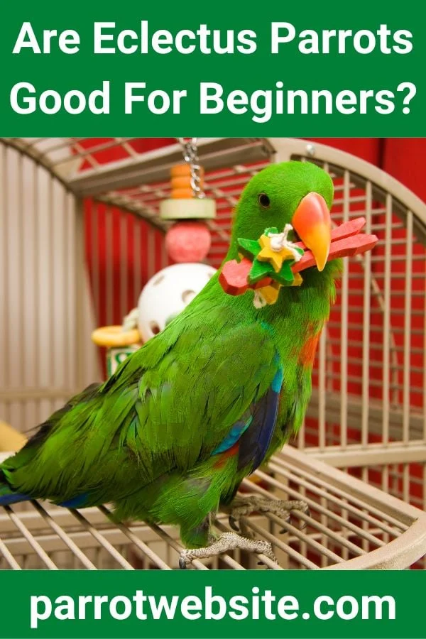 The First-Time Exotic Avian Owner’s Dilemma: Evaluating the Eclectus Parrot as a Beginner Pet