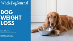 The Hidden Health Crisis: A Comprehensive Guide to Managing Your Dog’s Weight