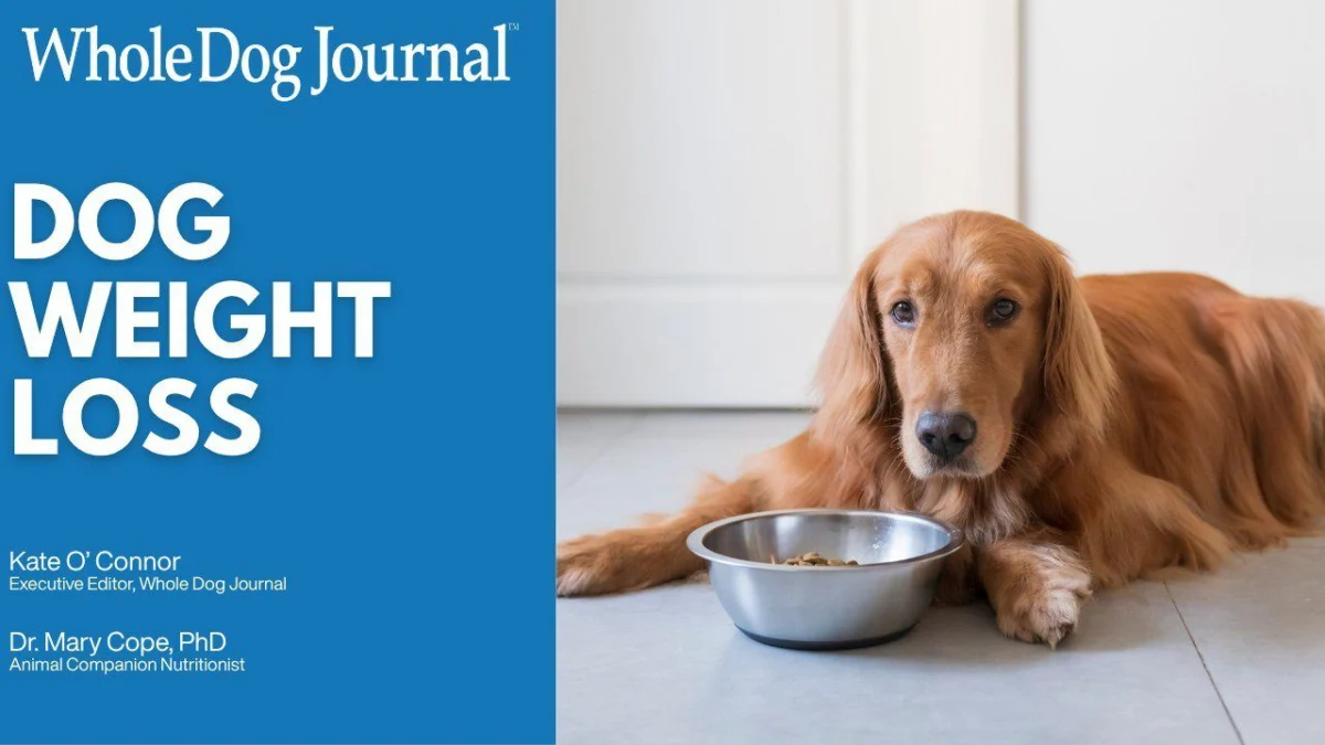 The Hidden Health Crisis: A Comprehensive Guide to Managing Your Dog’s Weight