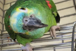 The Lifelong Commitment of Owning an Amazon Parrot: What Every Prospective Owner Must Know