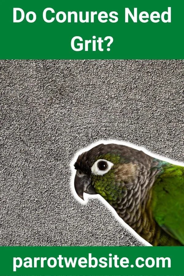 The Modern Avian Care Revolution: Why Conures and Other Parrots No Longer Need Grit