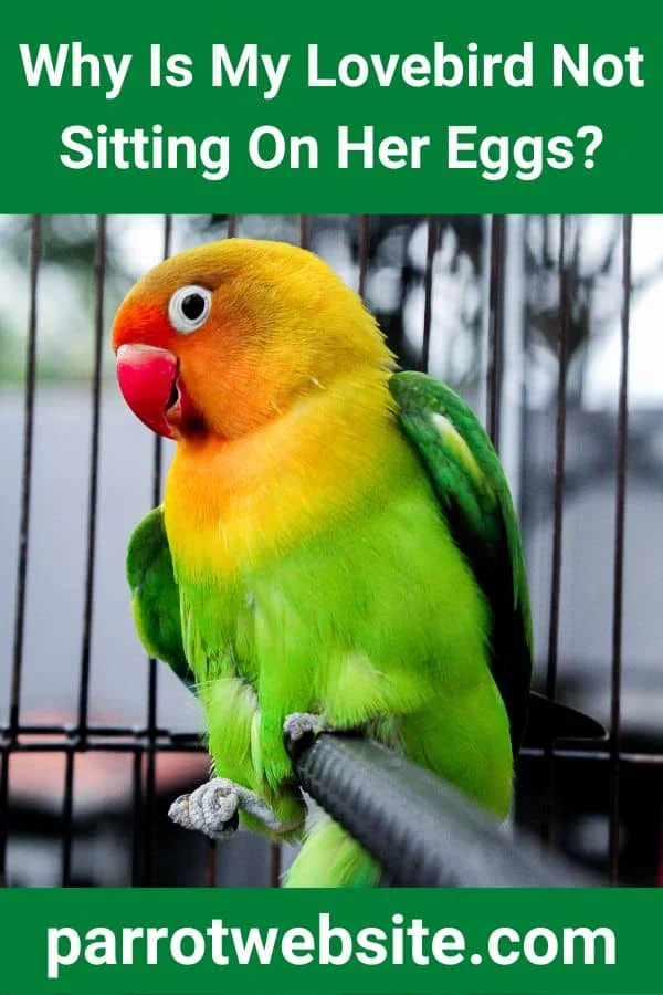 The Mystery of the Neglected Clutch: Why Lovebirds Refuse to Sit on Their Eggs and What Avian Experts Recommend