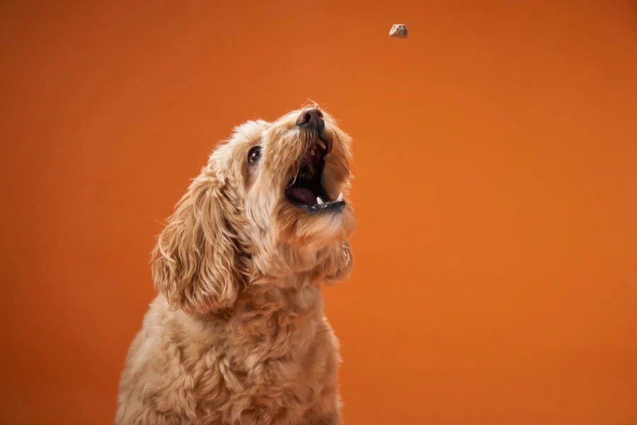 The Private Label Pet Care Revolution: How Store Brands Are Redefining Value, Quality, and Trust in an Economic Shift