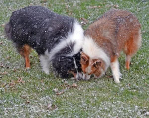 The Scatological Struggle: Understanding and Resolving Coprophagia in Dogs