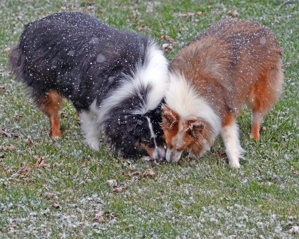 The Scatological Struggle: Understanding and Resolving Coprophagia in Dogs