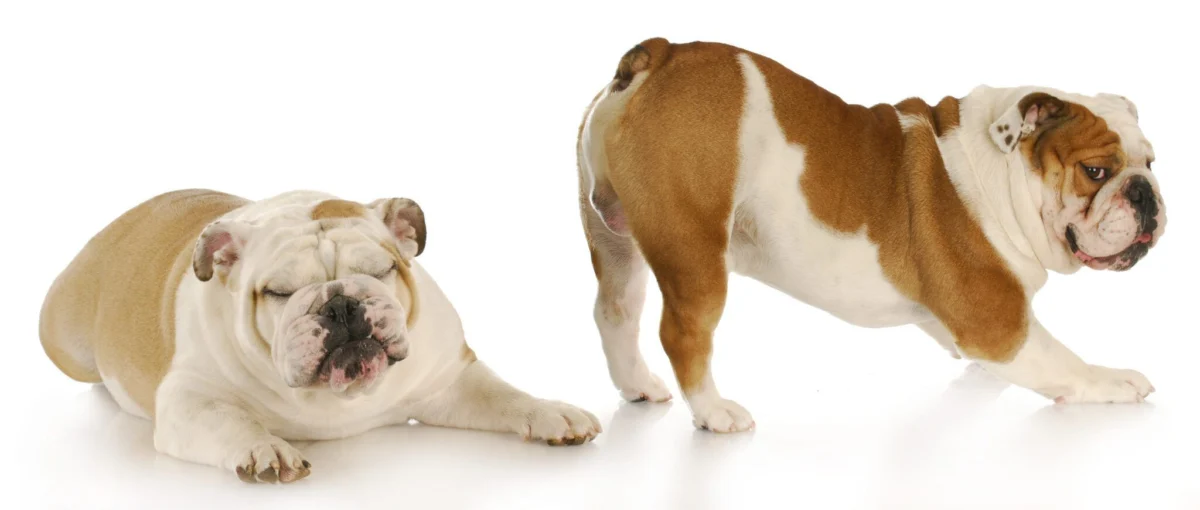 The Silent (and Not-So-Silent) Struggle: Understanding and Managing Canine Flatulence
