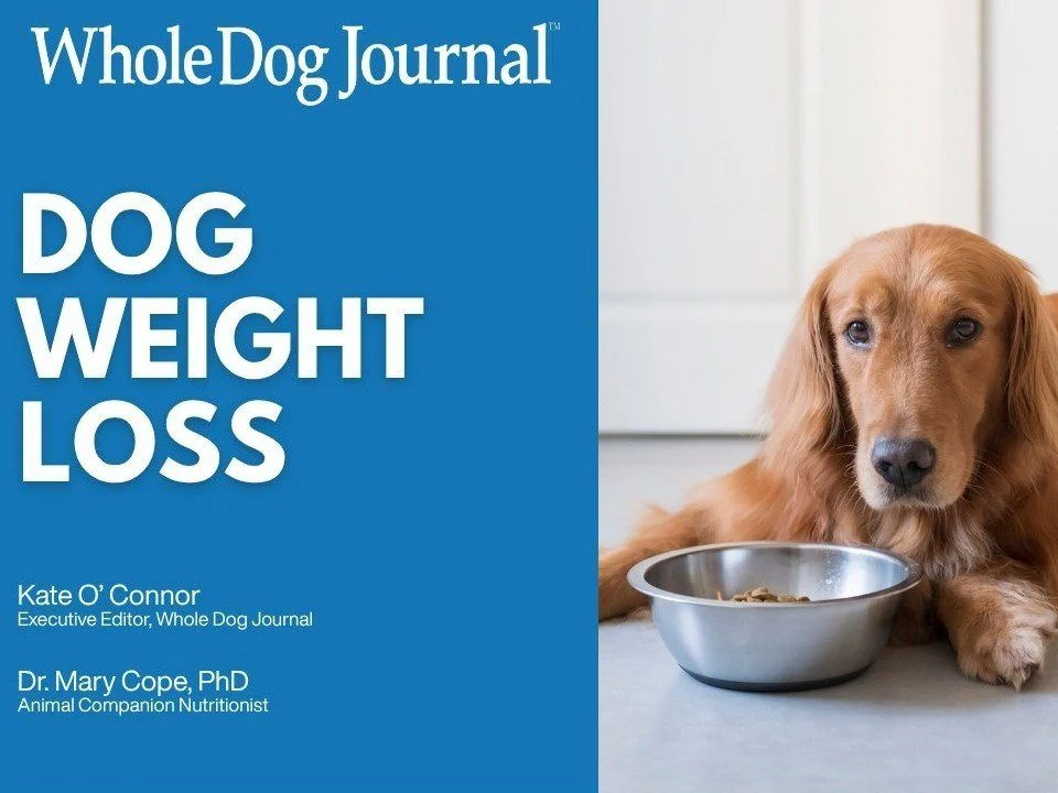 The Silent Epidemic: A Comprehensive Guide to Managing Your Dog’s Weight