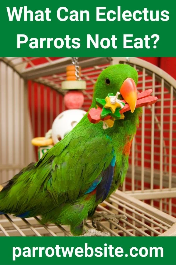 The Ultimate Guide to Eclectus Parrot Nutrition: Feeding, Foraging, and Forbidden Foods