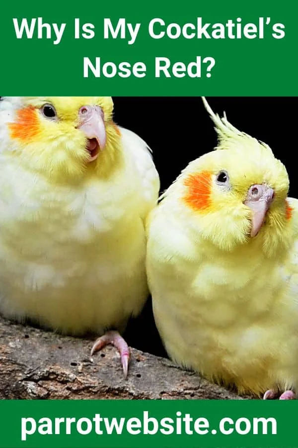 Understanding and Managing Avian Nasal Health: What a Red Nose Means for Your Cockatiel