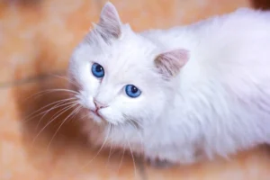 Understanding Feline Vomiting: A Comprehensive Guide to Causes, Diagnostic Pathways, and Treatments in Senior Cats