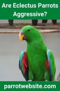 Understanding the Eclectus Parrot: Temperament, Care, and Behavioral Dynamics for Modern Pet Owners