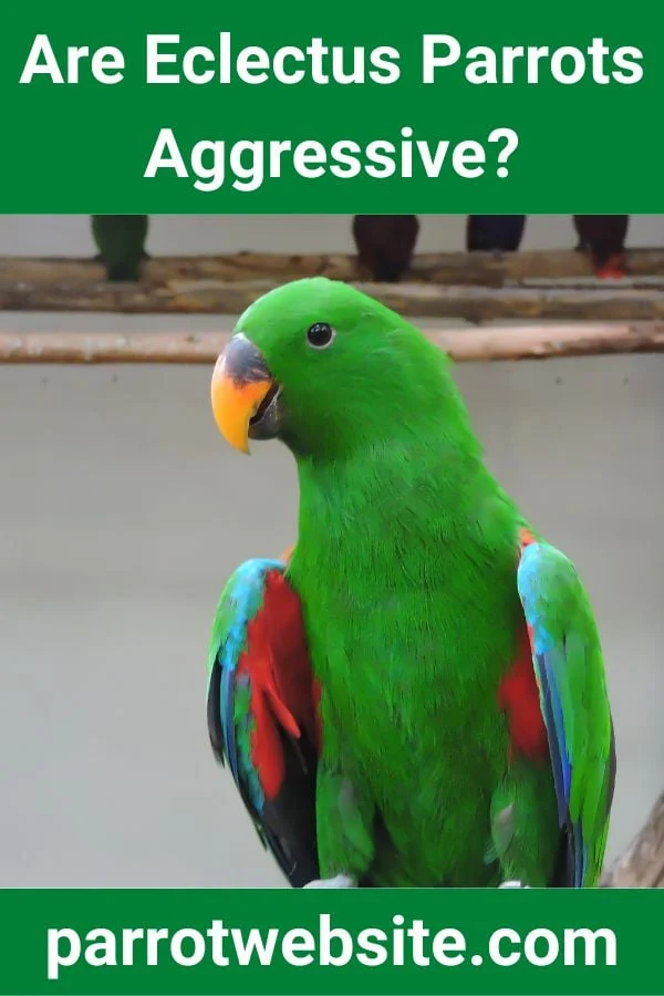 Understanding the Eclectus Parrot: Temperament, Care, and Behavioral Dynamics for Modern Pet Owners