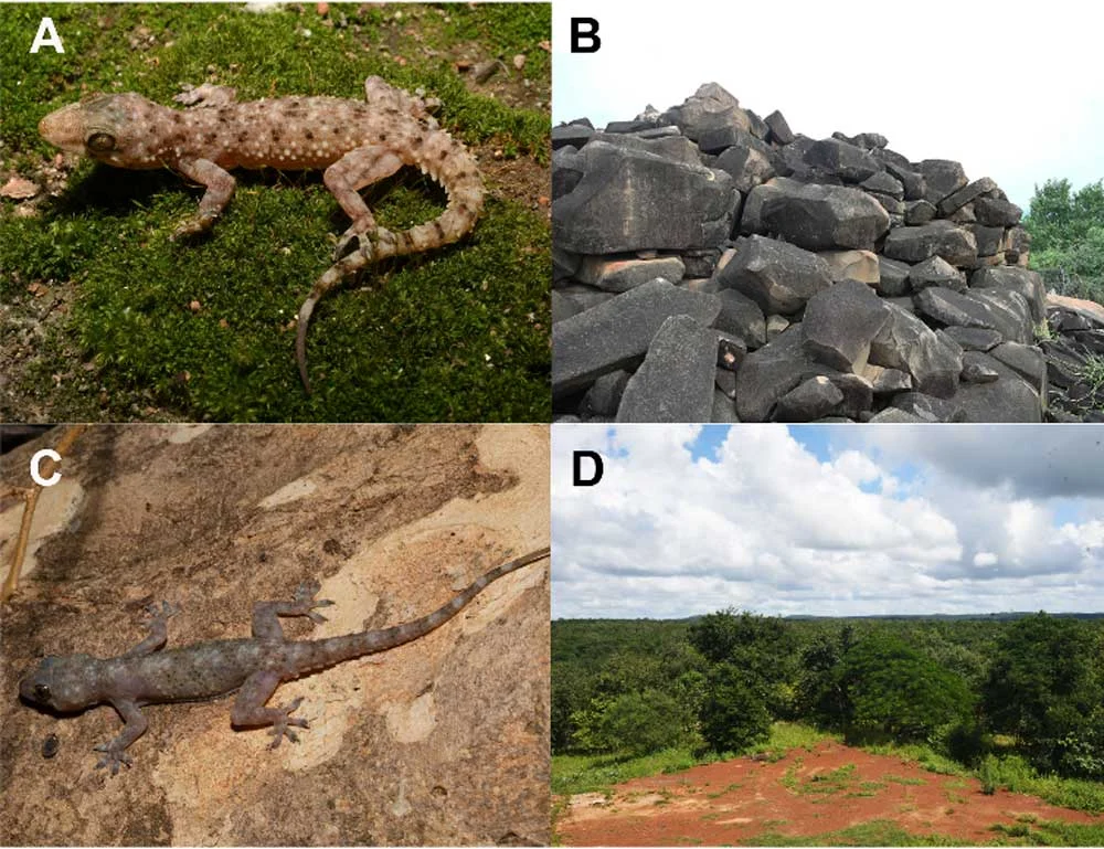 Unveiling the Deccan’s Hidden Scaled Treasures: Researchers Discover Two New Gecko Species in Telangana