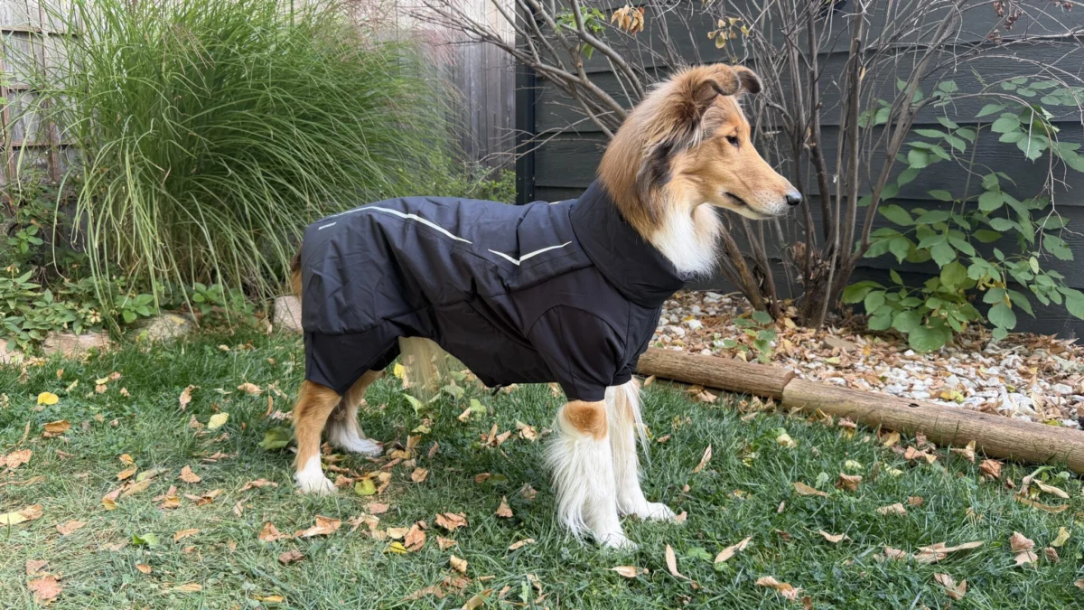 Winter Readiness: The Comprehensive Guide to Selecting the Best Dog Jackets